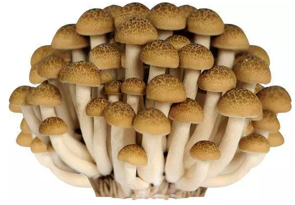 http://www.zoomla.com.cn/ewebeditor/uploadfile/20170914091421667001.png