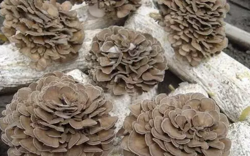 http://www.zoomla.com.cn/ewebeditor/uploadfile/20170914091445139001.png