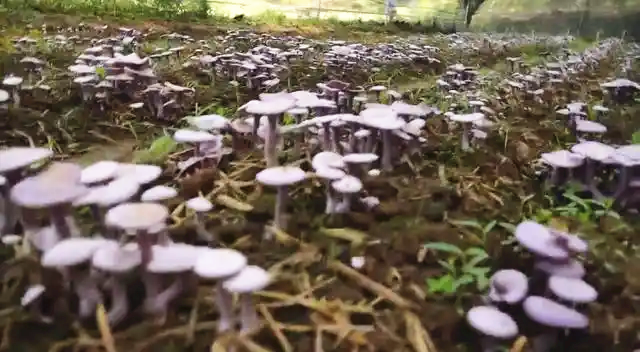 圖片關鍵詞